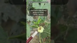 Thumbnail: Sexual reproduction in Plants Examples |Biology | SSC | RRB NTPC | Ishendu Sir #simplicrack
