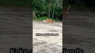 Thumbnail: Koko and his friends #pets
