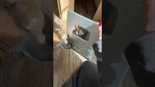 Thumbnail: Unbox my 100k Button with me!!!! #asmr