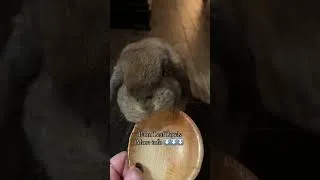 Thumbnail: Palm leaf bowls are the BEST chew toys. More gift ideas in my newest video! #asmr #rabbit #bunny