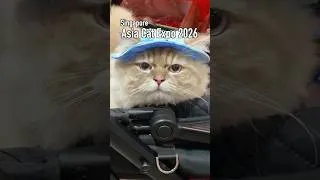 Thumbnail: 🐈 So Many Cute Cats! | Asia Cat Expo Singapore