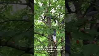 Thumbnail: Cherry Picking Time!
