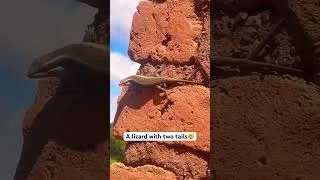 Thumbnail: I captured a lizard with two tails today🤯 #lizard #animals