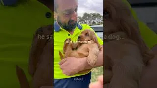 Thumbnail: He Said He Didn’t Want a Dog 🐶❤️ #doggielife #doggie #dogdad #cockerspaniel #puppy #puppylove