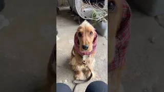 Thumbnail: Sir Teddy LOVES To Go For Walks 😍🐶 #doggielife #puppy #puppylife #cockerspaniel #puppylove