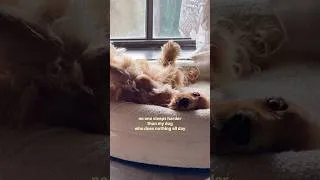 Thumbnail: Sir Teddy After a Long Walk 😂🐶🤎 #doggielife #puppy #puppylife #cockerspaniel #puppylove