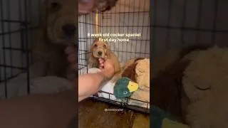 Thumbnail: Would You Take This 8 Week Old Cocker Spaniel Home? 🥹🐶 #cockerspaniel #puppy #shorts #viral #cute