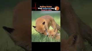 Thumbnail: These FOXES cured my anxiety #fox #peaceful