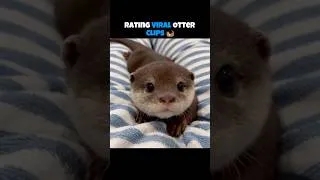 Thumbnail: These Otters are too much 😭 #otter #tierlist