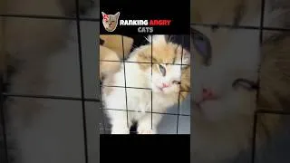 Thumbnail: Tier Ranking ANGRY Cats 🐈 #catshorts #animals