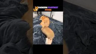 Thumbnail: Tier Ranking Fluffy Foxes 🦊 #animalshorts #fox