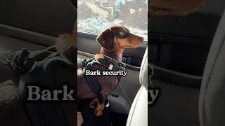 Thumbnail: Mini Dachshund Puppy is SERIOUS