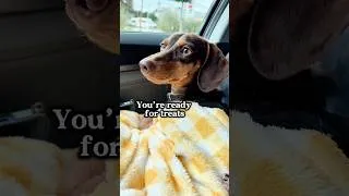 Thumbnail: Mini Dachshund Puppy Celebrates National Dog Day 🐶