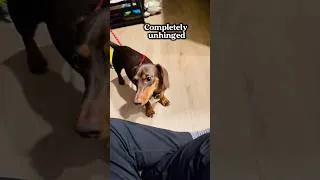 Thumbnail: Mini Dachshund Puppy is ACTIVATED