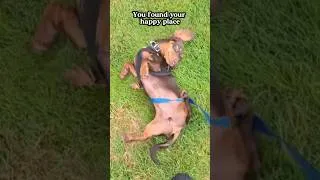 Thumbnail: Mini Dachshund Puppy Learns to Roll 😂
