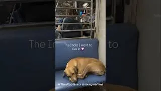 Thumbnail:  Mumbai Local Kindness: The Viral Sleeping Dog Story | #Shorts #MumbaiLocal