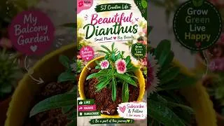 Thumbnail: 🌸 Gorgeous Dianthus Bloom 😍 #Gardening #Flowers #Shorts #Dianthus #Gardening #BalconyGarden #Plants