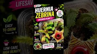 Thumbnail: 🌵Meet the amazing Huernia Zebrina  Lifesaver Plant #Huernia #Succulent #flower #youtubeshorts #plant