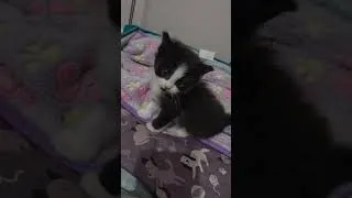 Thumbnail: The latest foster kitties to arrive.