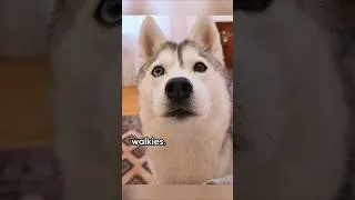 Thumbnail: Husky Wants a Walk... but I'm sick!