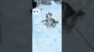 Thumbnail: "Do You Want to Build a Snowman?" but my Husky Responds