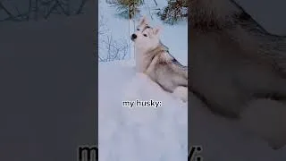 Thumbnail: Husky REFUSES to Come Inside! (and EATS snow to prove she's not cold!)