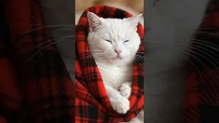 Thumbnail: It's Meow-Meow Trend|| #ai #aicat #aivideo #youtubeshorts #youtube #cat #penguin #meow #aishorts #yt