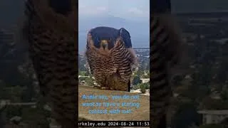 Thumbnail: Cal Falcons: Annie always wins staring contests 😳 2024 Aug 24 #calfalcons #dontmesswithher