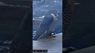 Thumbnail: Cal Falcons: Splish splash Annie’s taking a bath 🛀🥰 #calfalcons #ucberkeley