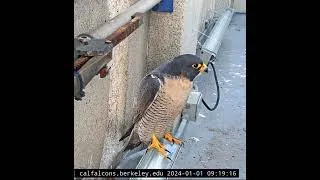 Thumbnail: Cal Falcons: Lou wishes fans a Happy New Year! 🥳🎉🎆