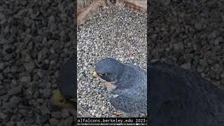 Thumbnail: Cal Falcons: Lou gets pebble snacks & a scrape in the scrape 🥳 falcon life is good 2023 Dec 17
