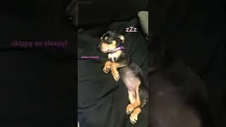 Thumbnail: Sleepy Skippy Twinkle Little Star