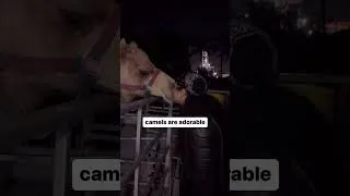 Thumbnail: camels 🫶🏼