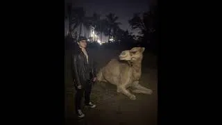 Thumbnail: camels are fun they said…