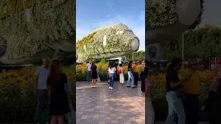 Thumbnail: Magical Miracl Garden Dubai, UAE 🇦🇪 #travel #travelguide