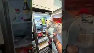 Thumbnail: A pigeon experiencing what its like to be human
