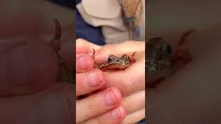 Thumbnail: Sky Catches The Cutest Frog #adorable #wildlife #nature