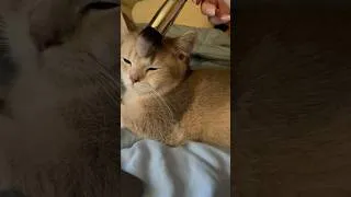 Thumbnail: giving munchkin asmr ☁️ my family’s new baby 🤍 listening to some relaxing cat music :’)