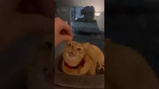 Thumbnail: soba noodle