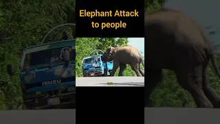 Thumbnail: Elephant Attack 😱🐘 #shorts