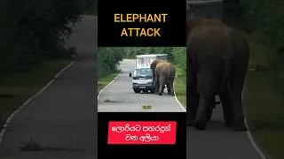 Thumbnail: unbelievable moment😱🐘99 බේරුනු ලොරිය.🐘#shorts