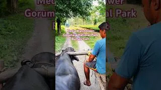 Thumbnail: 2026 Medla WatchTower | Gorumara National Park | Buffalo Cart #northbengal #gorumaranationalpark
