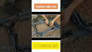 Thumbnail: Avoid these 6 Things if you wanted to have Huge Harvest of TOMATOES