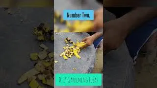 Thumbnail: Bury An Egg In Your Garden Soil And You'll Be Surprised