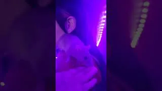 Thumbnail: Churro our pet Rat