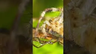 Thumbnail: Spider VS Mosquito. Who will win the fight?