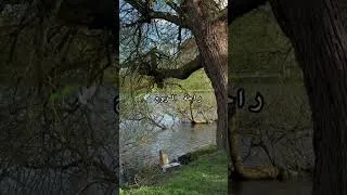 Thumbnail: طمأنينة القلب وراحة النفس 🕊️🍃 #duet #voiceeffects #فلوق_صيفي #cozygirl #slowliving #animals