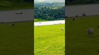 Thumbnail: Ireland’s Green Fields & Adorable Lambs | The Most Beautiful Scenery You’ll See Today 🐑🇮🇪