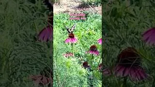 Thumbnail: Beautiful Morning View #butterfly #myyard #nature#shorts