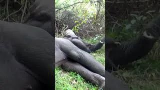 Thumbnail: Incredible Elephant Rescue in the Wild